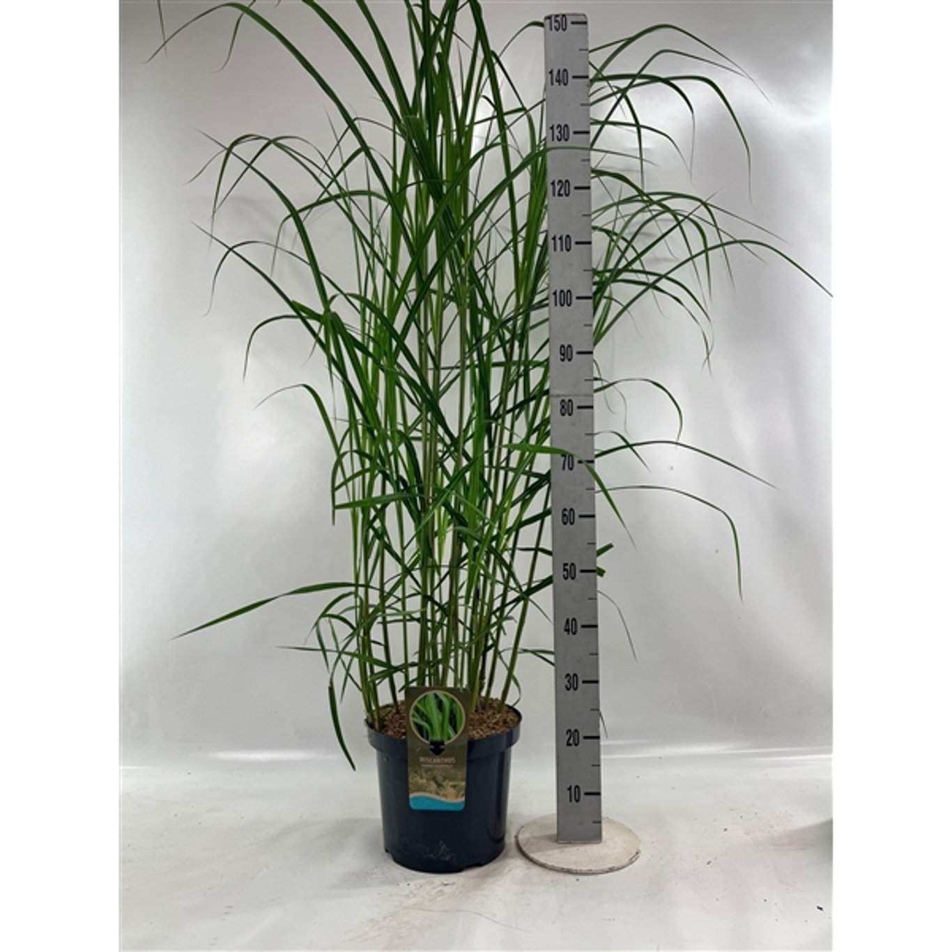Jättemiskantus – Miscanthus giganteus - C10